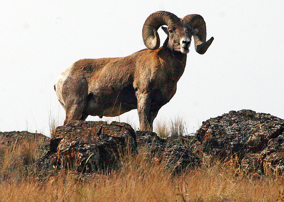 Bighorn Sheep - National Bison Range