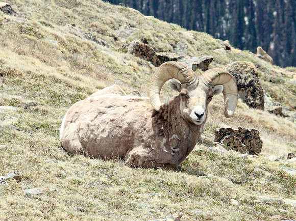 Bighorn Sheep - Rocky Mountain NP