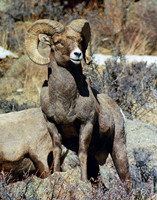 Bighorn Sheep - Rocky Mountain NP