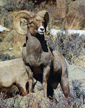 Bighorn Sheep - Rocky Mountain NP