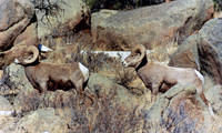 Bighorn Sheep - Rocky Mountain NP