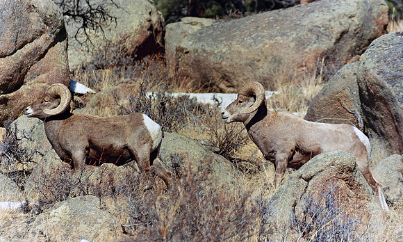Bighorn Sheep - Rocky Mountain NP