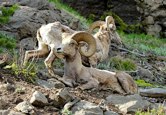 Bighorn Sheep - Yellowstone