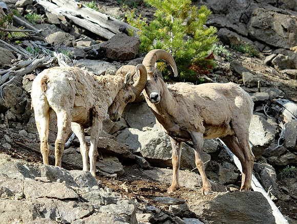 Bighorn Sheep - Yellowstone