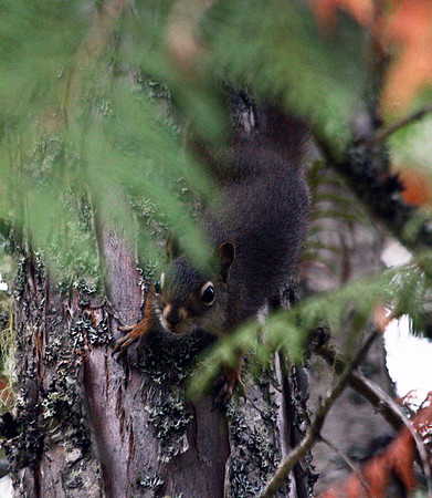 Squirrel