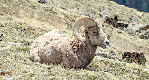 Bighorn Sheep - Rocky Mountain NP