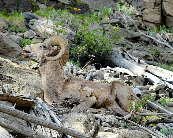 Bighorn Sheep - Yellowstone