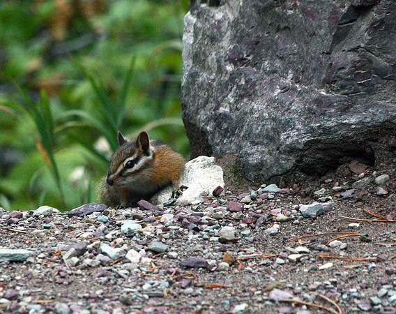 Chipmunk