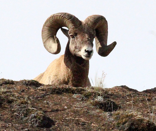 Bighorn Sheep - National Bison Range