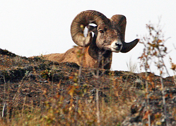 Bighorn Sheep - National Bison Range