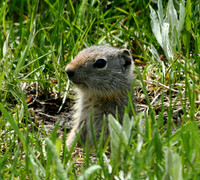 Ground Squirrel - Yellowstone