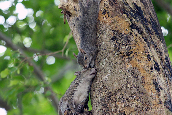 Squirrel