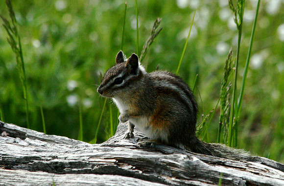 Squirrel