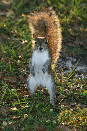 Squirrel