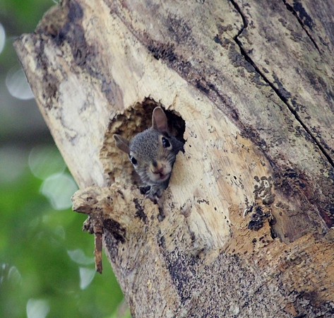 Squirrel