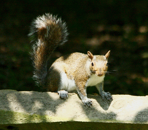 Squirrel