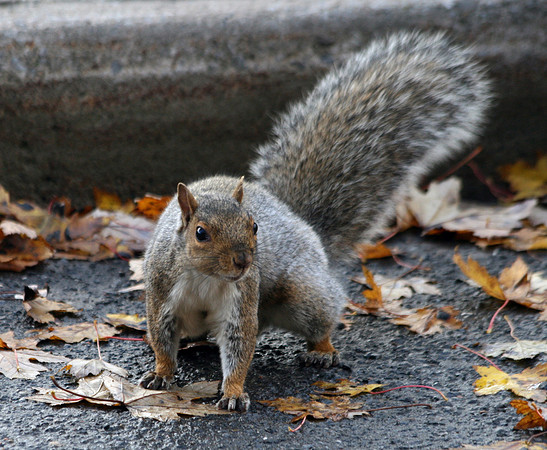 Squirrel