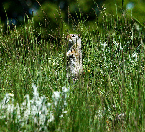 Squirrel