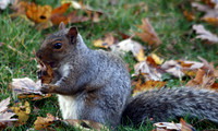 Squirrel