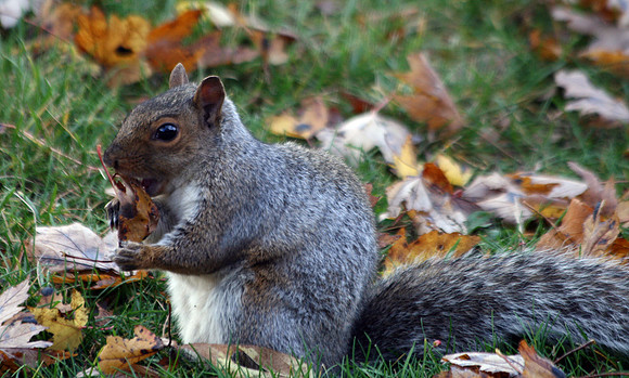 Squirrel