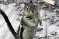 Chipmunk
