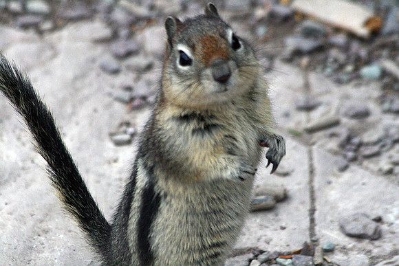 Chipmunk