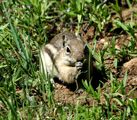 Chipmunk