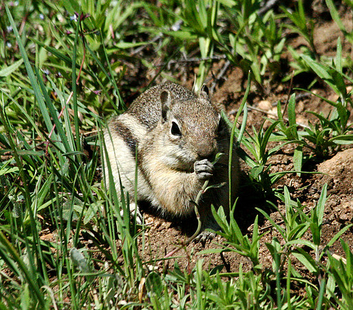 Chipmunk