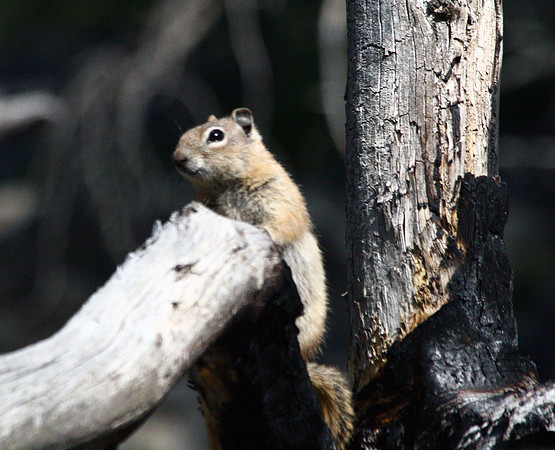 Squirrel
