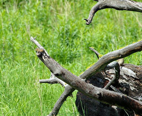 Chipmunk - Yellowstone
