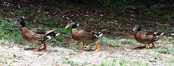 Duck