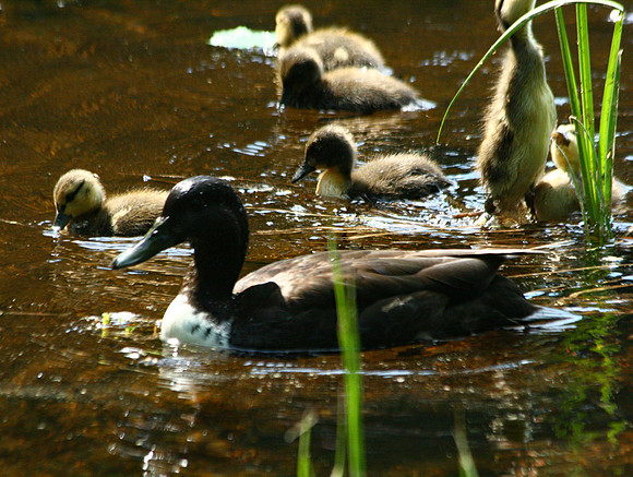 Duck - Acadia NP