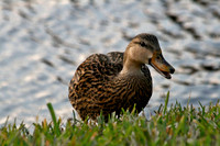 Duck