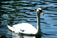 Swan
