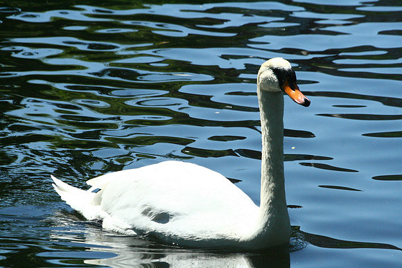 Swan