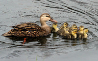 Baby Ducks