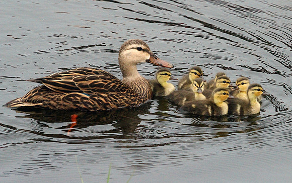 Baby Ducks