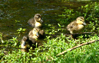 Duck - Acadia NP