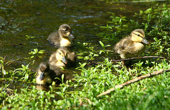 Duck - Acadia NP