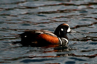 Harlequin Duck