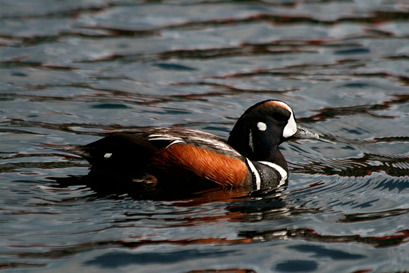 Harlequin Duck