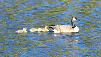 Canadian Goose - Yellowstone