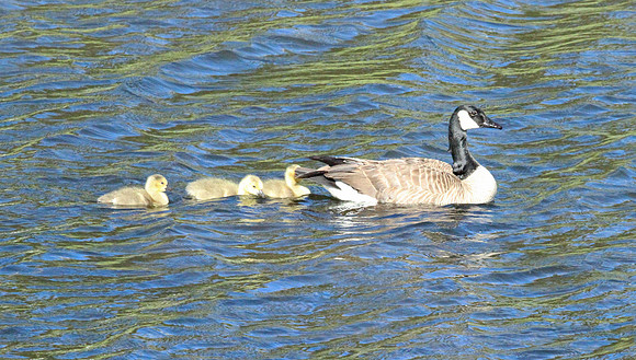 Canadian Goose - Yellowstone