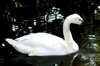 Swan
