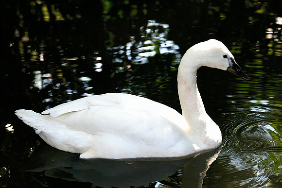 Swan