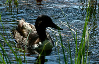 Duck - Acadia NP