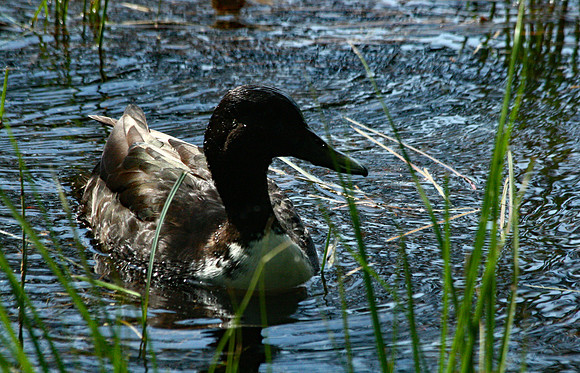 Duck - Acadia NP