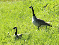 Canadian Goose - Yellowstone