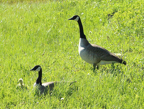 Canadian Goose - Yellowstone