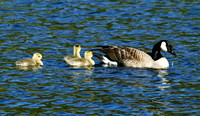 Canadian Goose - Yellowstone